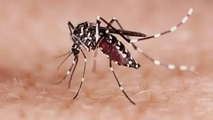 ঢাকার বাইরে ডেঙ্গু সংক্রমণ বেশি যে পাঁচ জেলায়