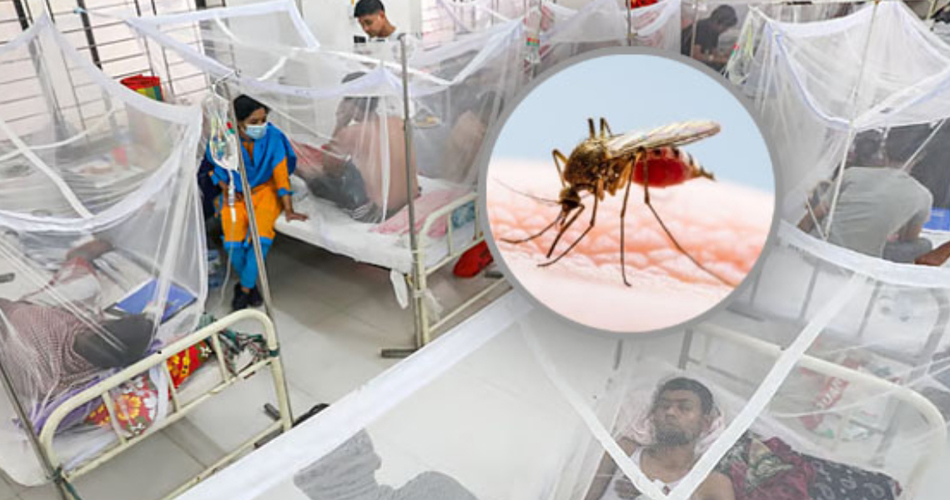 ডেঙ্গুতে ২৪ ঘণ্টায় ৬ জনের মৃত্যু, হাসপাতালে ১৮৮৬