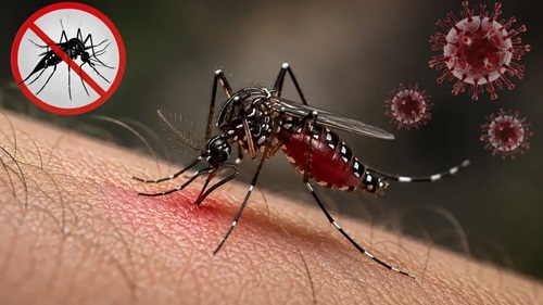 ডেঙ্গুতে আরও ৬ মৃত্যু, হাসপাতালে ভর্তি ২০৮৮