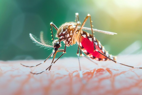 ডেঙ্গুতে আরও ৯ মৃত্যু, হাসপাতালে ভর্তি ১৯৫৪