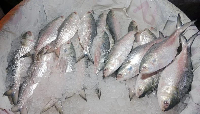 সরকারি উদ্যোগে বাড়বে ইলিশের উৎপাদন